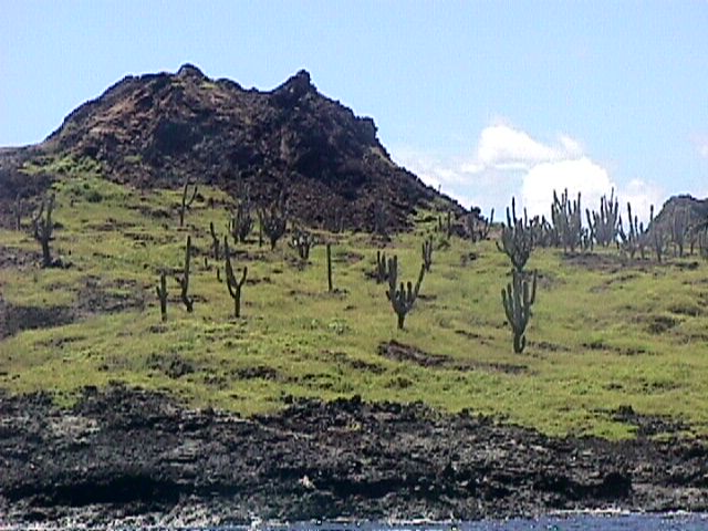 Santiago Island 40-Yr Old Cacti On 120 Yr-old Lava